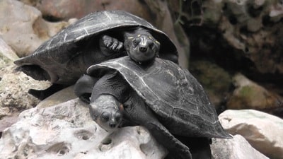 Hochzeitsantrag im Zoo machen