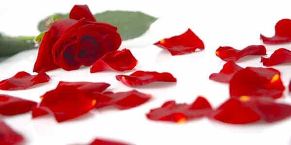 Rosenblätter kaufen